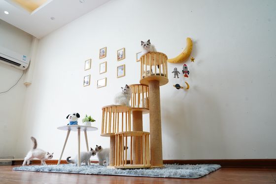Trwały dom Kitten Cat wspinaczka na drzewo Tower Condo z drapakami