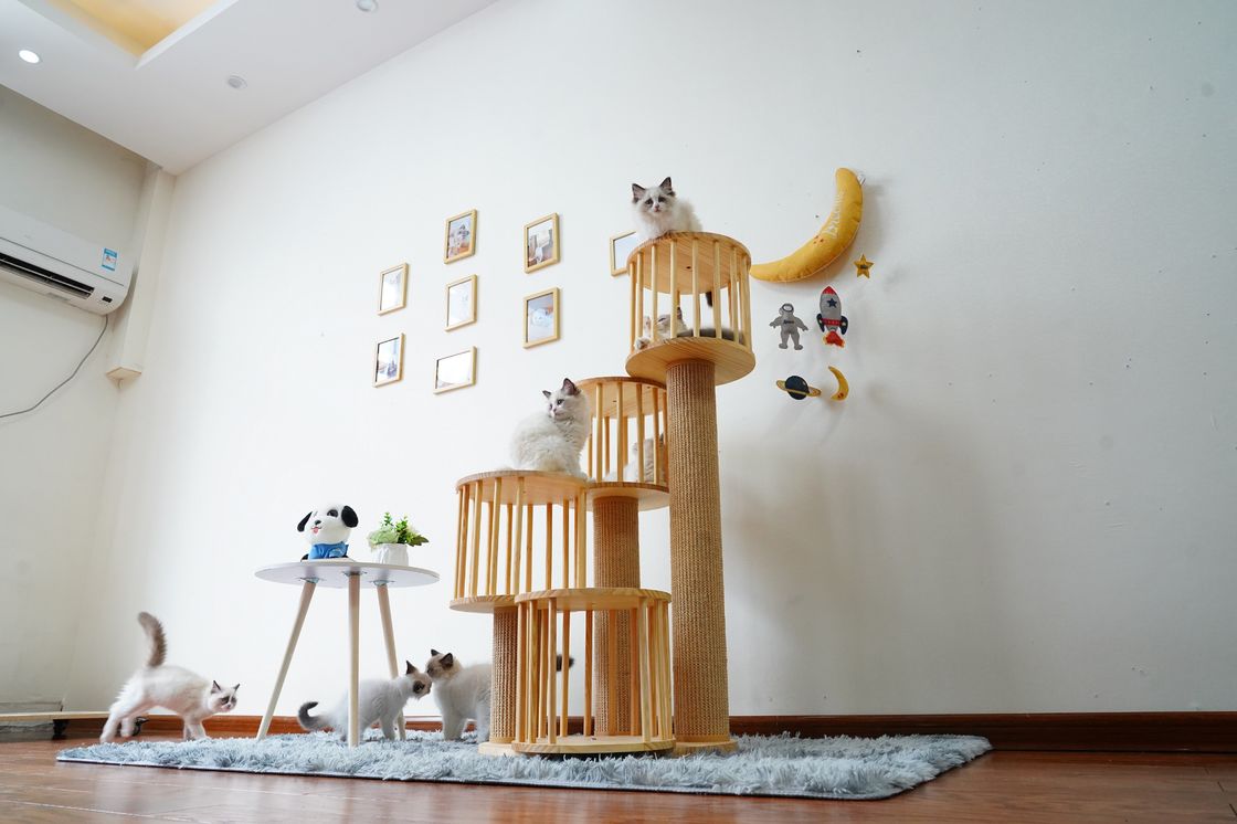 Trwały dom Kitten Cat wspinaczka na drzewo Tower Condo z drapakami