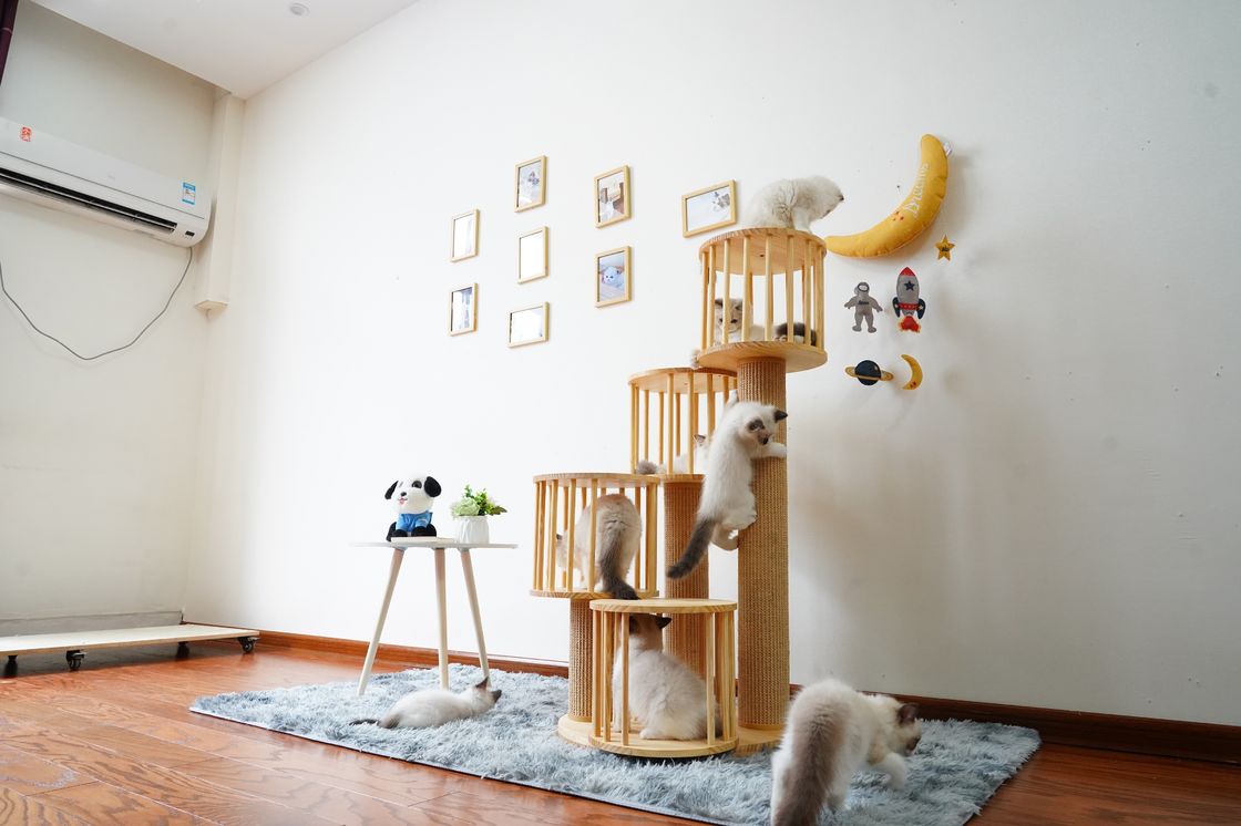 Trwały dom Kitten Cat wspinaczka na drzewo Tower Condo z drapakami